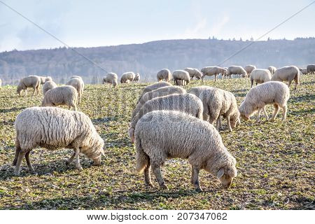 Flock Of Sheep in the Taunus mountains near Engenhahn Hesse Germany