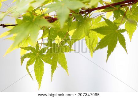 Maple leaves Acer palmatum in New Zealand