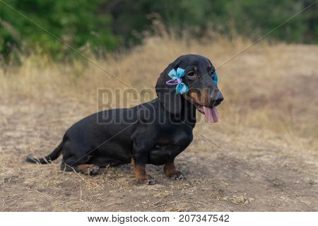 lovely portrait of a dog (puppy) breed dachshund black tan with blue bow-knot on the ears in the autumn park