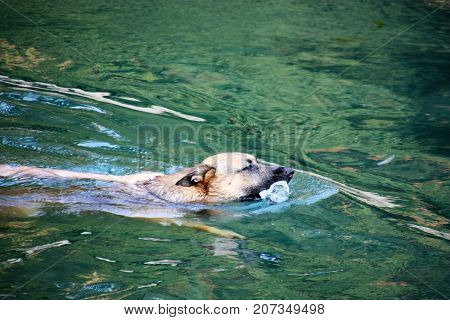 Dog swimming in clear water with bottle