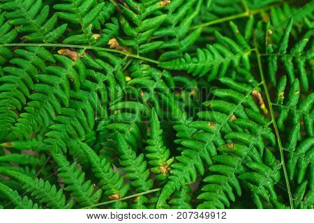 Fresh Green Fern Leaves On Blur Background In The Garden. Texture Of Fern Leaves.