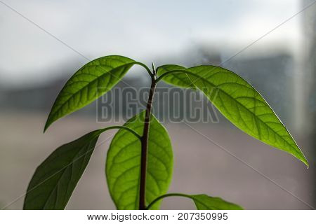 Macro Of Little Sprout Avocado Persea Gratissima On The Sunny Window