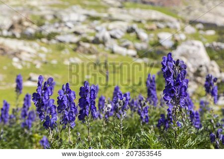 Close-up image of violet high altitude wildflowers (Aconitum napellus) against a rocky background in the Cirque de Troumouse Pyrenees National Park France