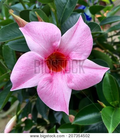 Flower head of a blooming pink Mandevilla in closeup