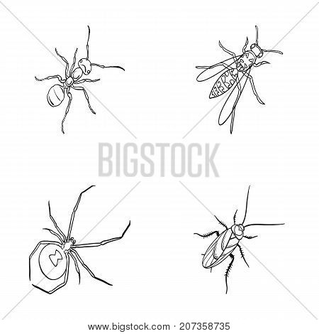 An insect arthropod, an osa, a spider, a cockroach. Insects set collection icons in outline style vector symbol stock isometric illustration .