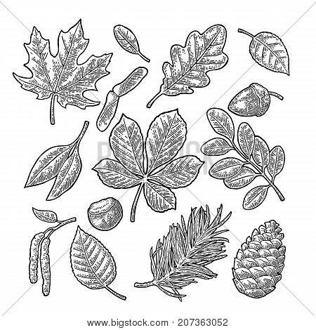 Set leaf, acorn, chestnut and seed. Vector vintage black engraved illustration. Isolated on white background