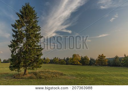 Spruce tree in color evening in Slavkovsky les national park in autumn time