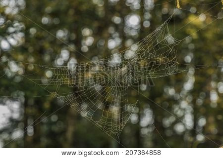 Silver And Golden Cobweb Near Kladska Pond In Autumn Sunny Morning
