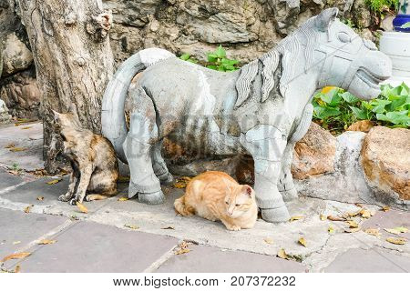 The homeless cat lives in a temple in Thailand. Stray cat remains a still unresolved problem in Thailand.
