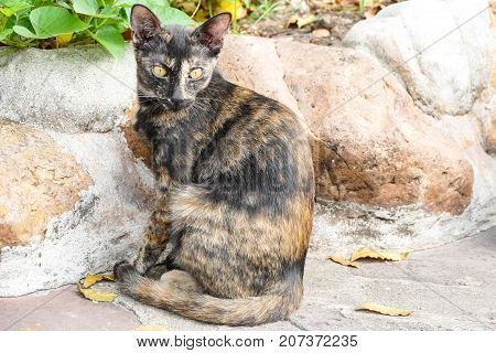 The homeless cat lives in a temple in Thailand. Stray cat remains a still unresolved problem in Thailand.