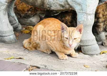 The homeless cat lives in a temple in Thailand. Stray cat remains a still unresolved problem in Thailand.
