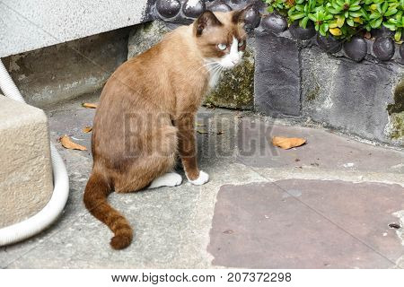 The homeless cat lives in a temple in Thailand. Stray cat remains a still unresolved problem in Thailand.