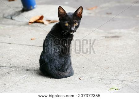 The homeless cat lives in a temple in Thailand. Stray cat remains a still unresolved problem in Thailand.
