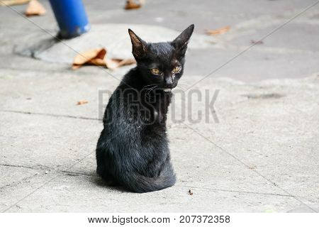 The homeless cat lives in a temple in Thailand. Stray cat remains a still unresolved problem in Thailand.