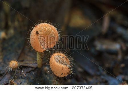 Cookeina Tricholoma In Rainforest