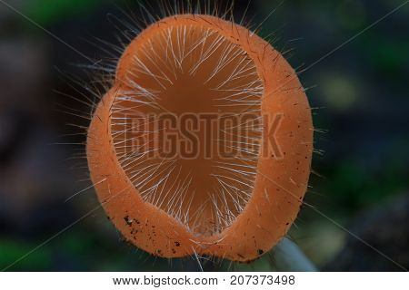 Cookeina Tricholoma In Rainforest