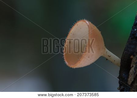 Close Up Pink Burn Cup In Nature