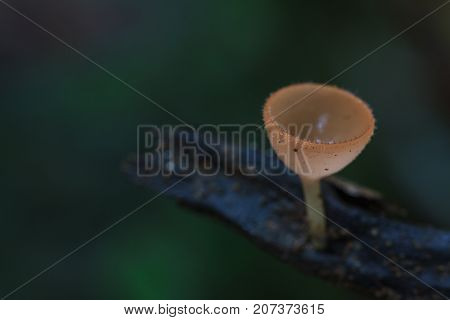 Close Up Pink Burn Cup In Nature