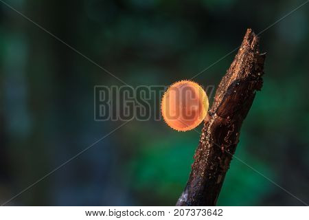 Close Up Pink Burn Cup In Nature