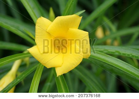 close up yellow Cascabela thevetia flower in nature garden