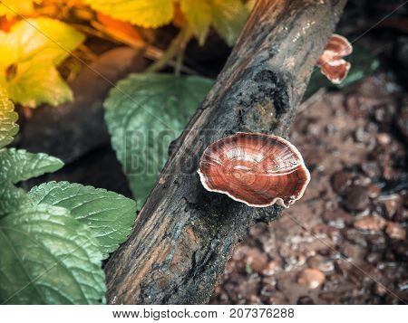 Beautiful mushroom in forest background. Natural image