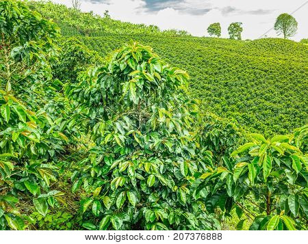 This image shows a coffee plantation in Jerico Colombia in the state of Antioquia.