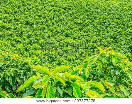 This image shows a coffee plantation in Jerico Colombia in the state of Antioquia.