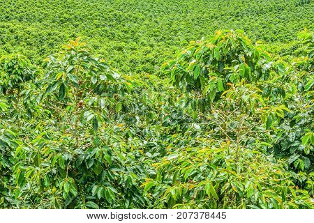 This image shows a coffee plantation in Jerico Colombia in the state of Antioquia.