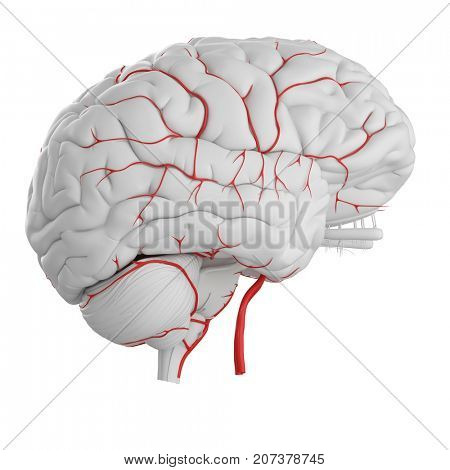 3d rendered medically accurate illustration of the brain arteries