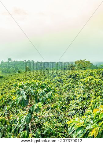This image shows a coffee plantation in Jerico Colombia in the state of Antioquia.