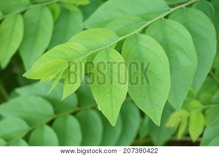 fresh green Phyllanthus acidus leaves in nature garden