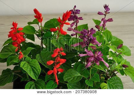 A tray of Salvia dwarf seedlings isolated on a wooden background