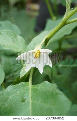 close up white eggplant flower in nature garden