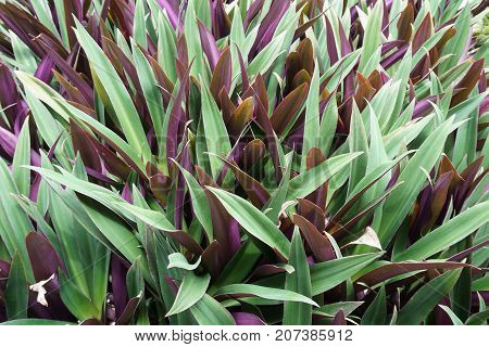 close up Tradescantia spathacea plant in nature garden