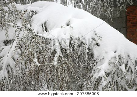 Weather anomaly. Snow in May. Garden covered with snow after snowstorm. Europe. Gloomy day.