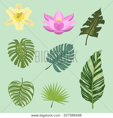 Tropical leaves summer green exotic jungle palm leaf nature plant botanical hawaii flora vector illustration. Tropic branch botany monsterafoliage.