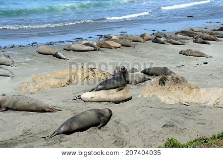 Sea Elephants On The Pacific Coast, California, Usa