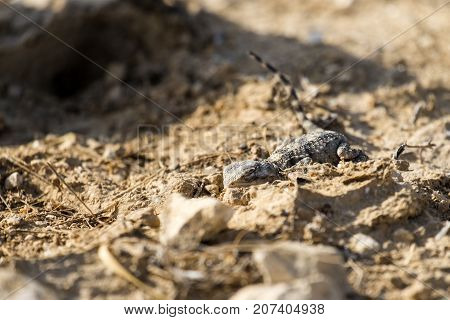 Desert Agama sensed the danger and clung to the ground (Trapelus mutabilis)