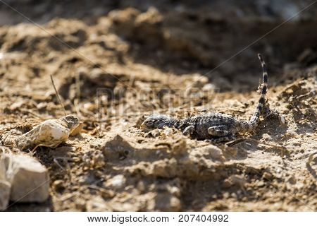 Desert Agama sensed the danger and clung to the ground (Trapelus mutabilis)