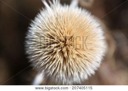 Head of thistle bloom standing free on its own