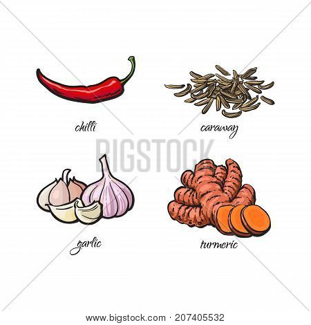 Hand drawn chili pepper, garlic, turmeric and caraway seeds with caption, sketch vector illustration on white background. Realistic hand drawing of chili pepper, garlic, turmeric and caraway seeds