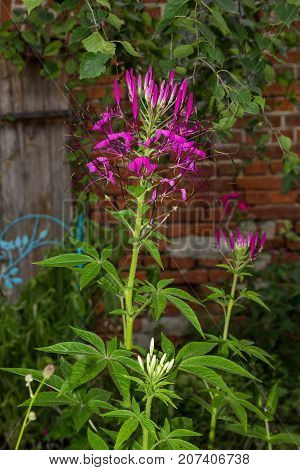 Blossom Of A Spider Flower In A Cottage Garden.