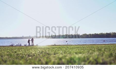 Couple feeds swans near at the lake at sunset. Silhouettes