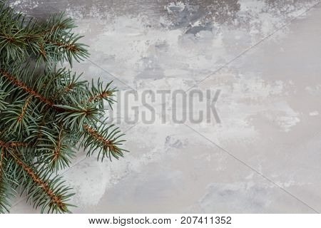 christmas background: branch of spruce on a gray concrete background space for text