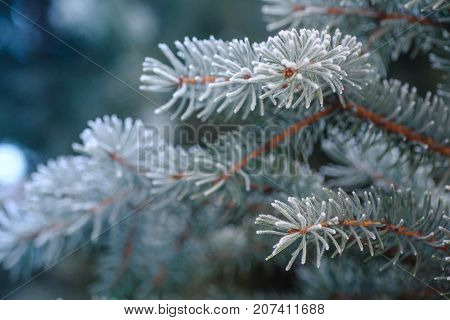 Branch Of Blue Fir-tree Blue, Green, White, Colorado Blue Spruce, Picea Pungens Covered With Hoarfro