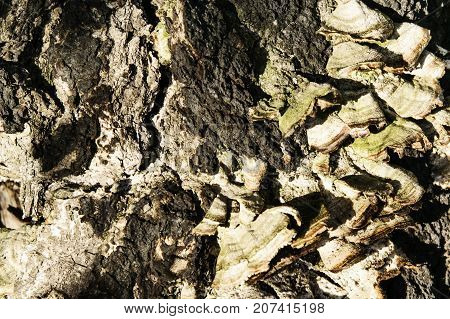 Old tree bark cracked with mushroom outgrowth background texture. Pattern of tree trunk for design