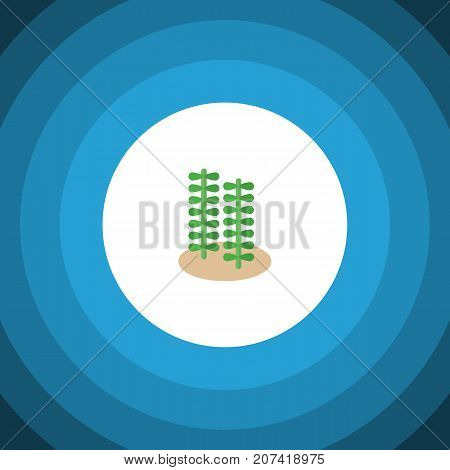 Seaweed Vector Element Can Be Used For Seaweed, Alga, Spirulina Design Concept.  Isolated Alga Flat Icon.