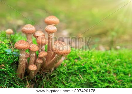 Large group of edible mushrooms from the Armillaria mellea growing on a wood stump in autumn forest.