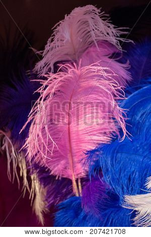 Beautiful Colorful Bird Feathers For Decorative Purposes