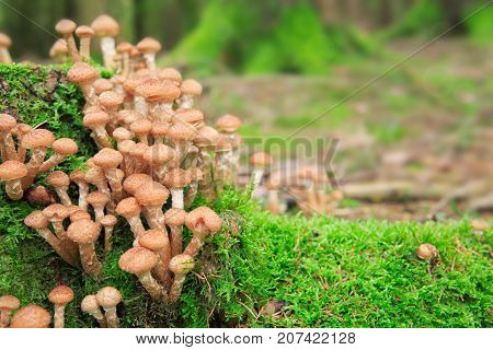 Large group of edible mushrooms from the Armillaria mellea growing on a wood stump in autumn forest.